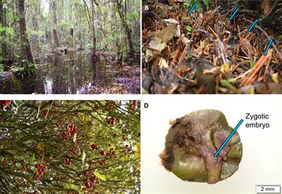 Advances in cryopreservation of Syzygium maire (swamp maire, maire tawake) zygotic embryos, a critically endangered tree species endemic to New Zealand